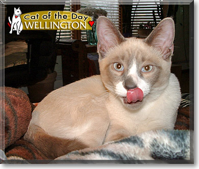 Wellington, the Cat of the Day