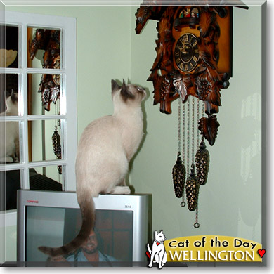 Wellington, the Cat of the Day