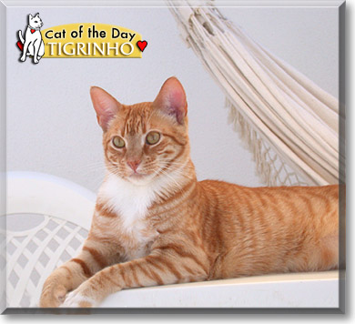 Tigrinho, the Cat of the Day