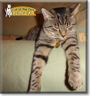 Burglar, the Cat of the Day