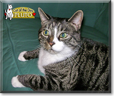 Pluto, the Cat of the Day