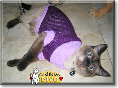 Divo, the Cat of the Day