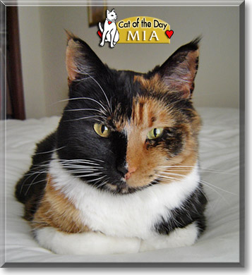 Mia, the Cat of the Day