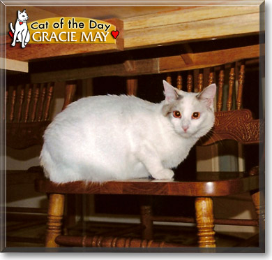 Gracie May, the Cat of the Day