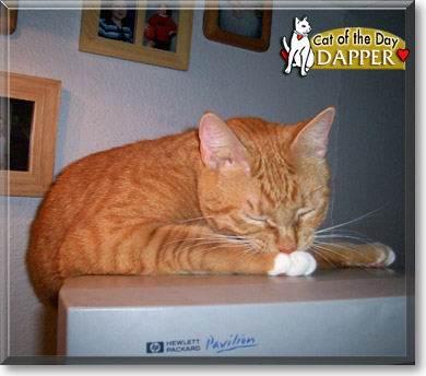Dapper, the Cat of the Day