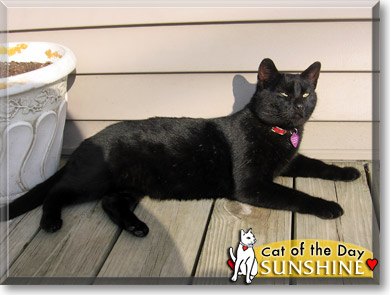 Sunshine, the Cat of the Day