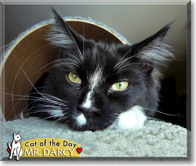 Mr. Darcy, the Cat of the Day