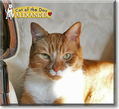 Alexander, the Cat of the Day