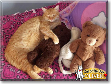 Oliver, the Cat of the Day