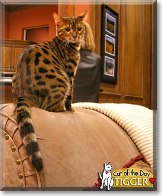 Tigger, the Cat of the Day