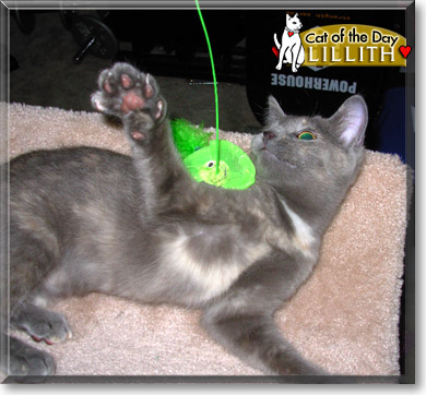 Lillith, the Cat of the Day