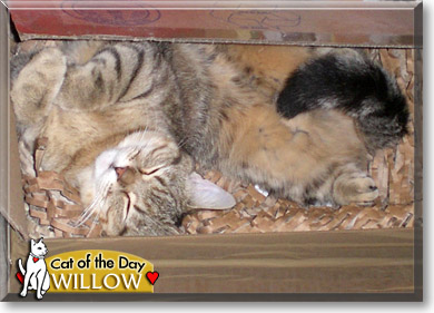 Willow, the Cat of the Day