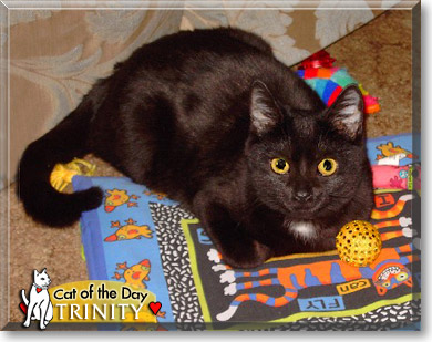 Trinity, the Cat of the Day
