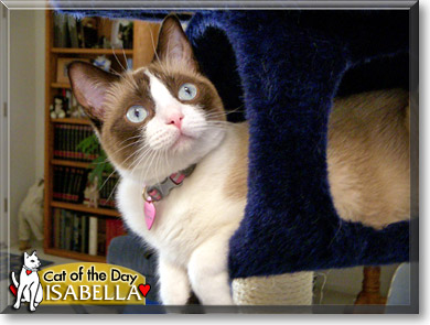 Isabella, the Cat of the Day