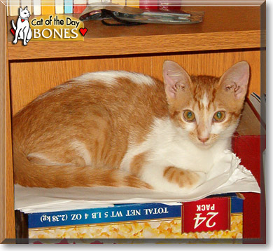 Bones, the Cat of the Day