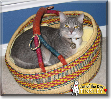 Tinsley, the Cat of the Day