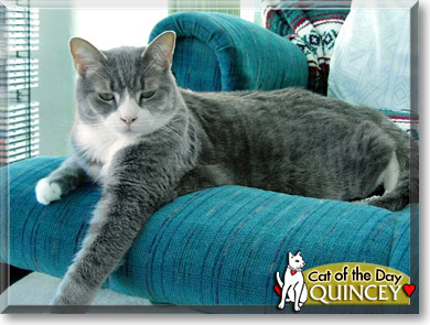 Quincey, the Cat of the Day