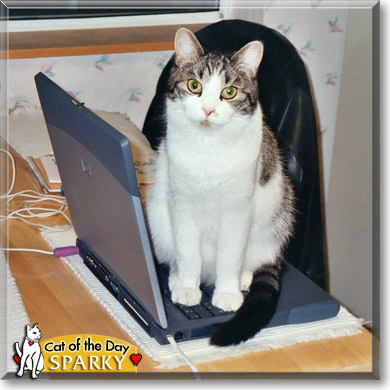 Sparky, the Cat of the Day