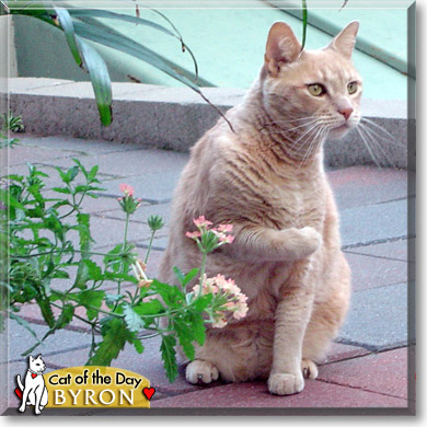 Byron, the Cat of the Day