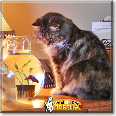Bertha, the Cat of the Day