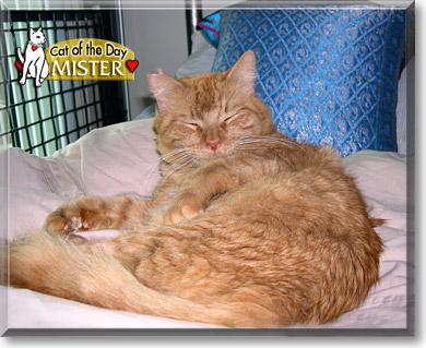 Mister, the Cat of the Day