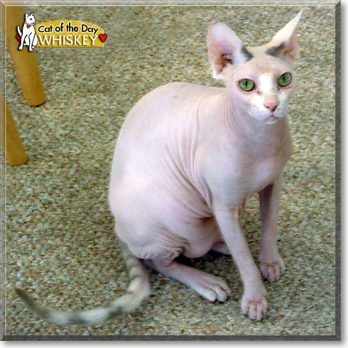 Whiskey, the Cat of the Day