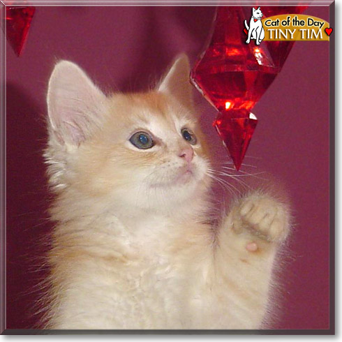 Tiny Tim, the Cat of the Day