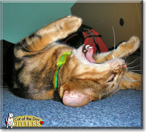 Jitters, the Cat of the Day