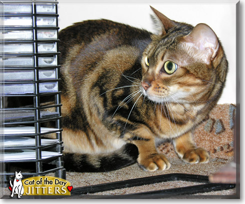 Jitters, the Cat of the Day