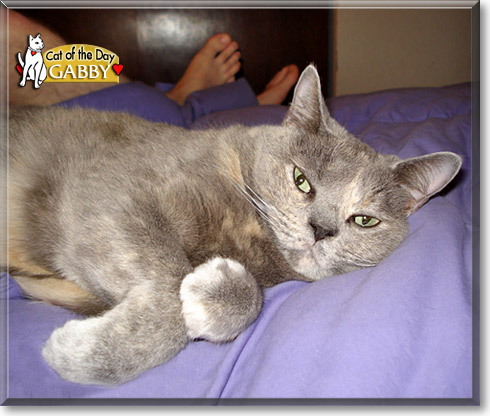 Gabby, the Cat of the Day