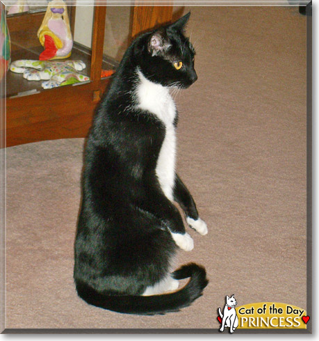 Princess, the Cat of the Day