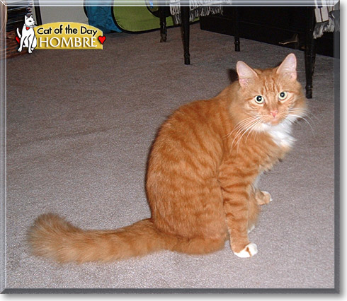 Hombre, the Cat of the Day