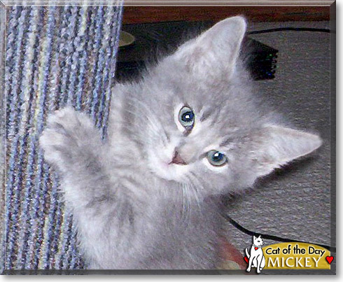 Mickey, the Cat of the Day