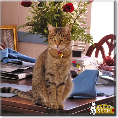 Sech, the Cat of the Day
