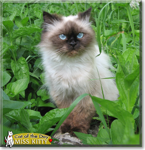 Miss Kitty, the Cat of the Day