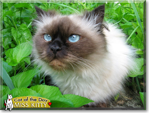 Miss Kitty, the Cat of the Day