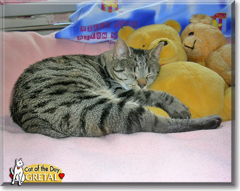 Gretal, the Cat of the Day