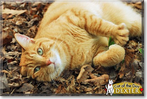 Dexter, the Cat of the Day