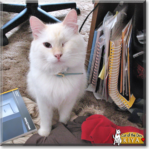Kiya, the Cat of the Day