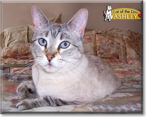 Ashley, the Cat of the Day