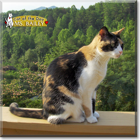 Ms. Bailey, the Cat of the Day