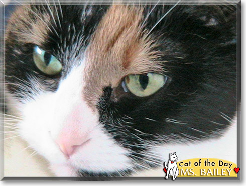 Ms. Bailey, the Cat of the Day