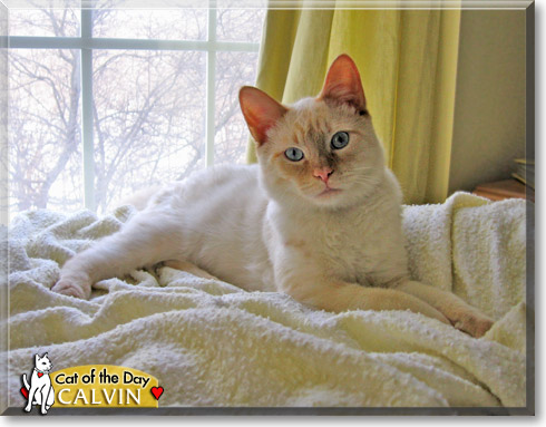 Calvin, the Cat of the Day