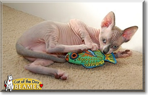 Beamer, the Cat of the Day