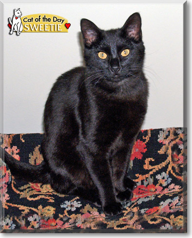 Sweetie, the Cat of the Day