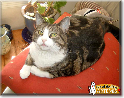Artemis, the Cat of the Day
