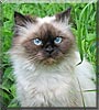 Miss Kitty