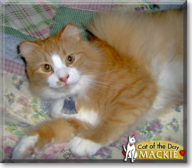 Mackie, the Cat of the Day