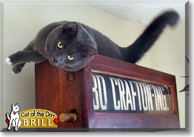Brill, the Cat of the Day