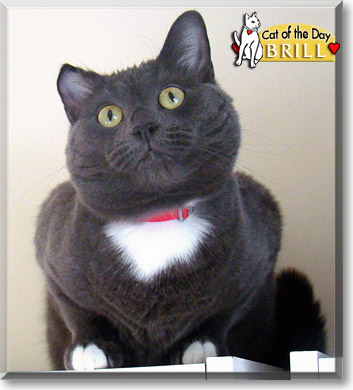 Brill, the Cat of the Day